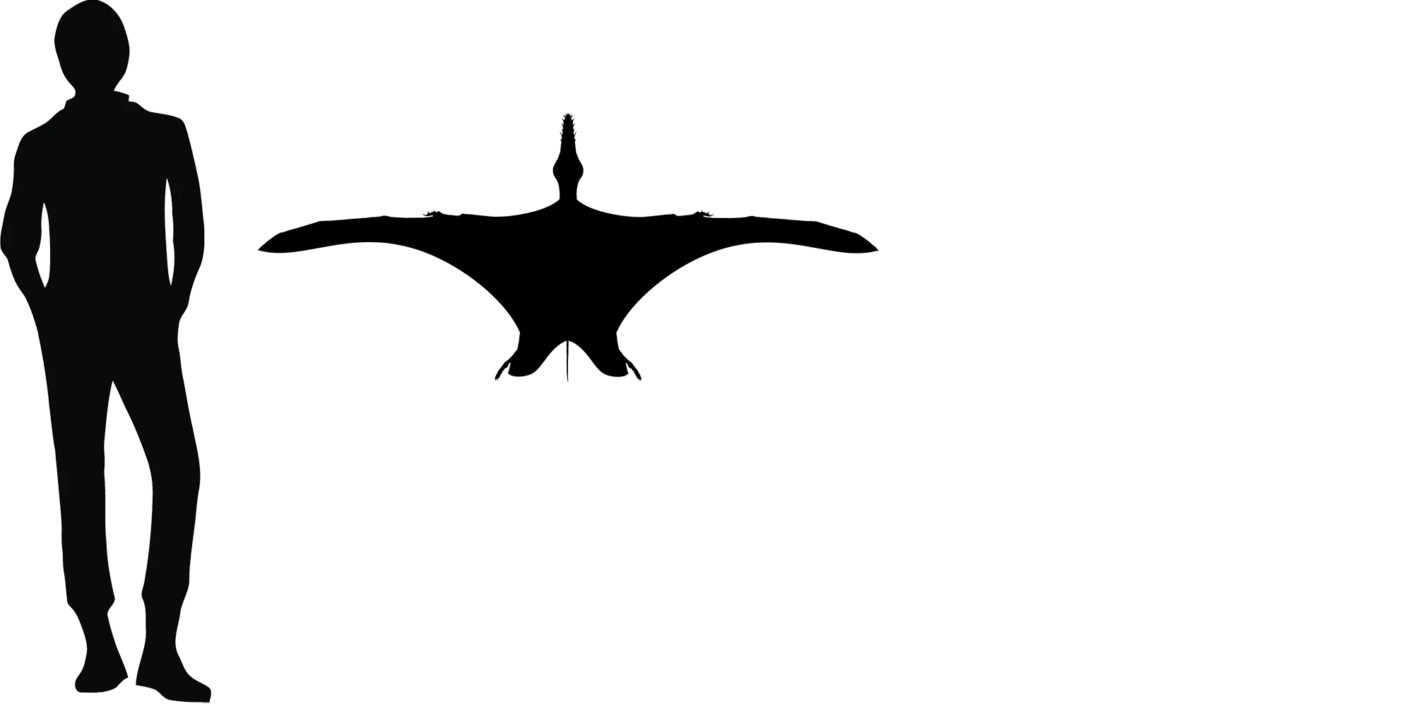 Scaphognathus wingspan comparison