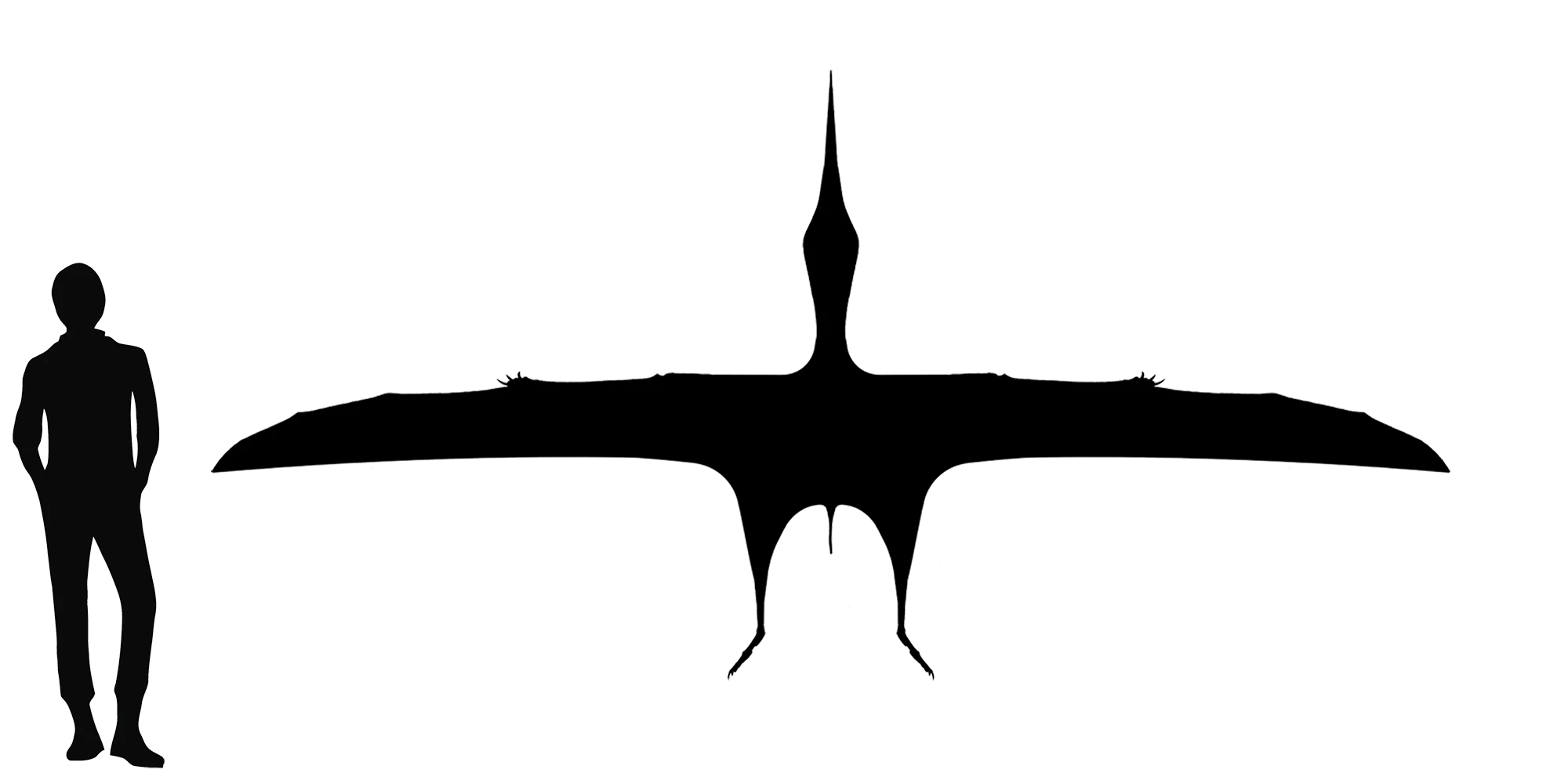 Lacusovagus wingspan comparison