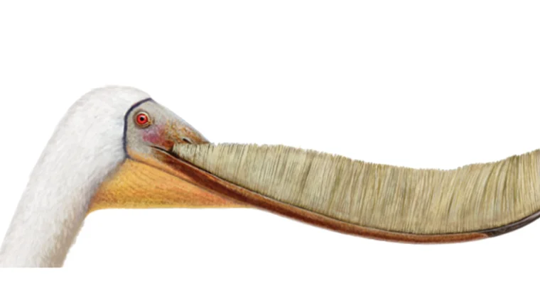 Jaws of a suspension feeders pterosaur