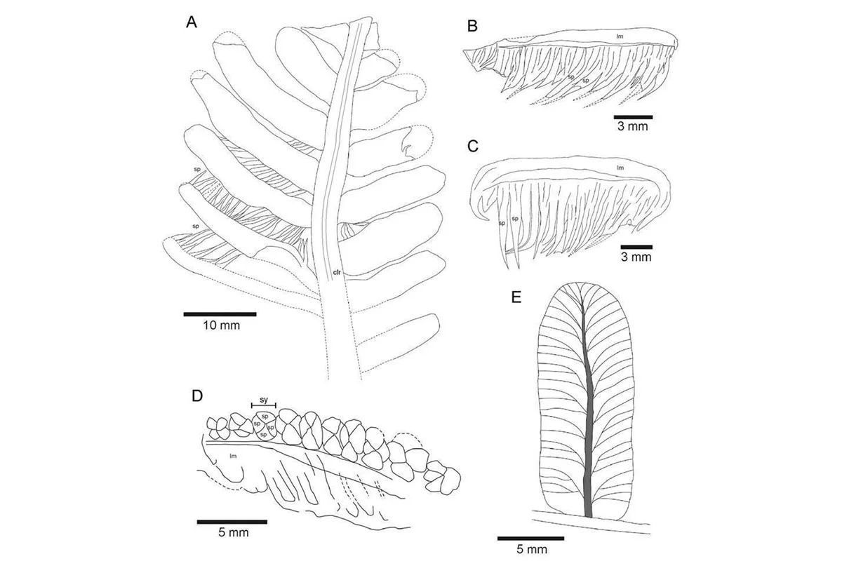 Interpretive drawings of main fossil specimens showing the long sporangia hanging from the leaves (B & C)