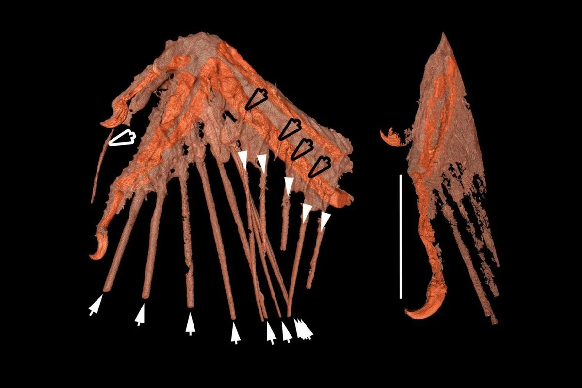 CT-scans of bird wings