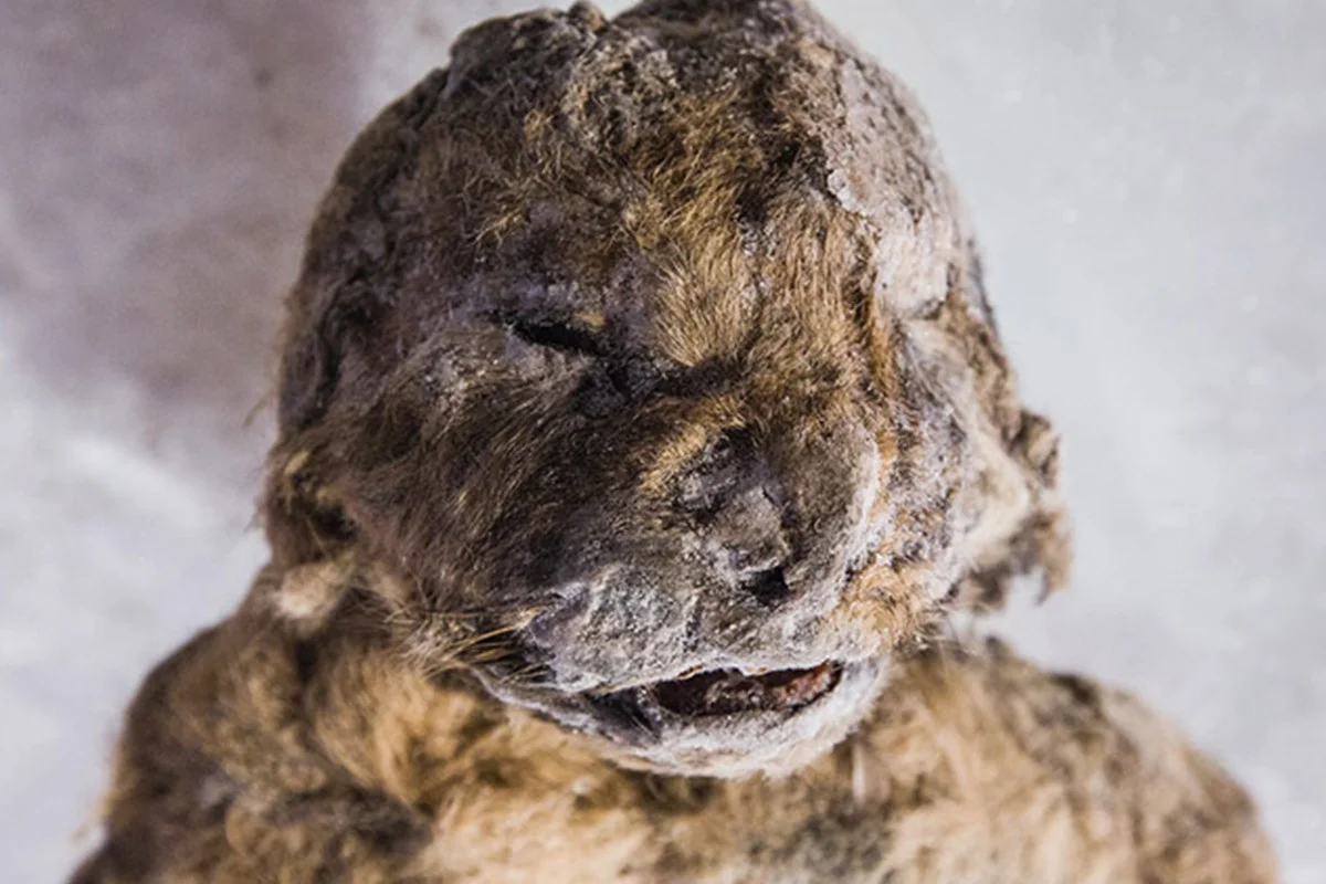 Face of a cave lion cub