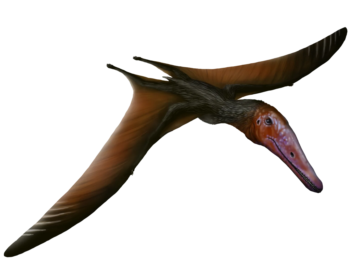 Longchengpterus