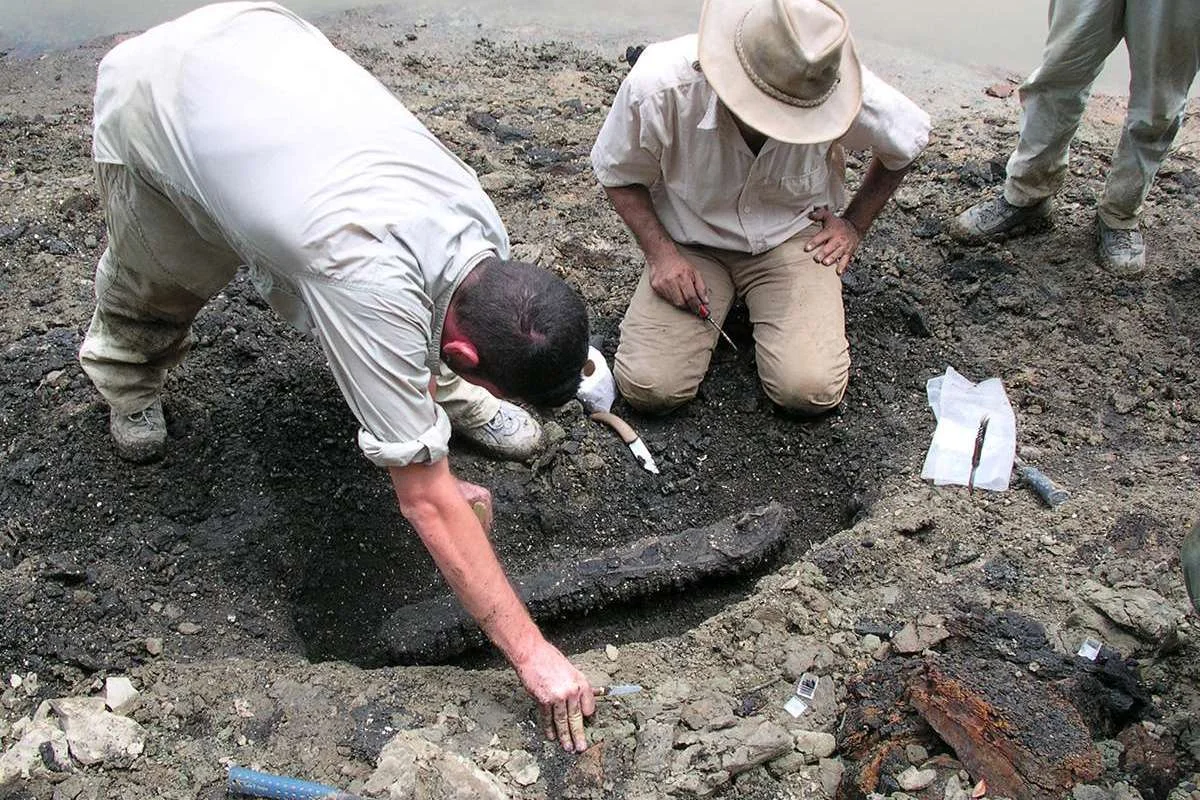 Unearthing Gryposuchus