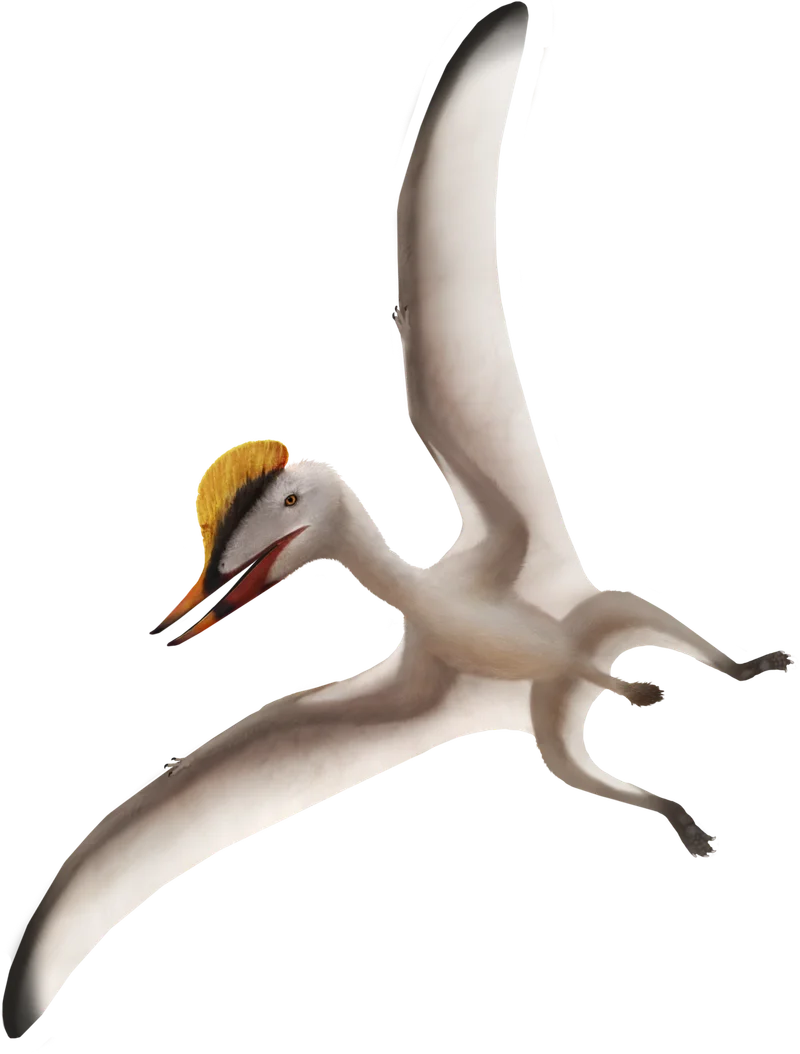Germanodactylus