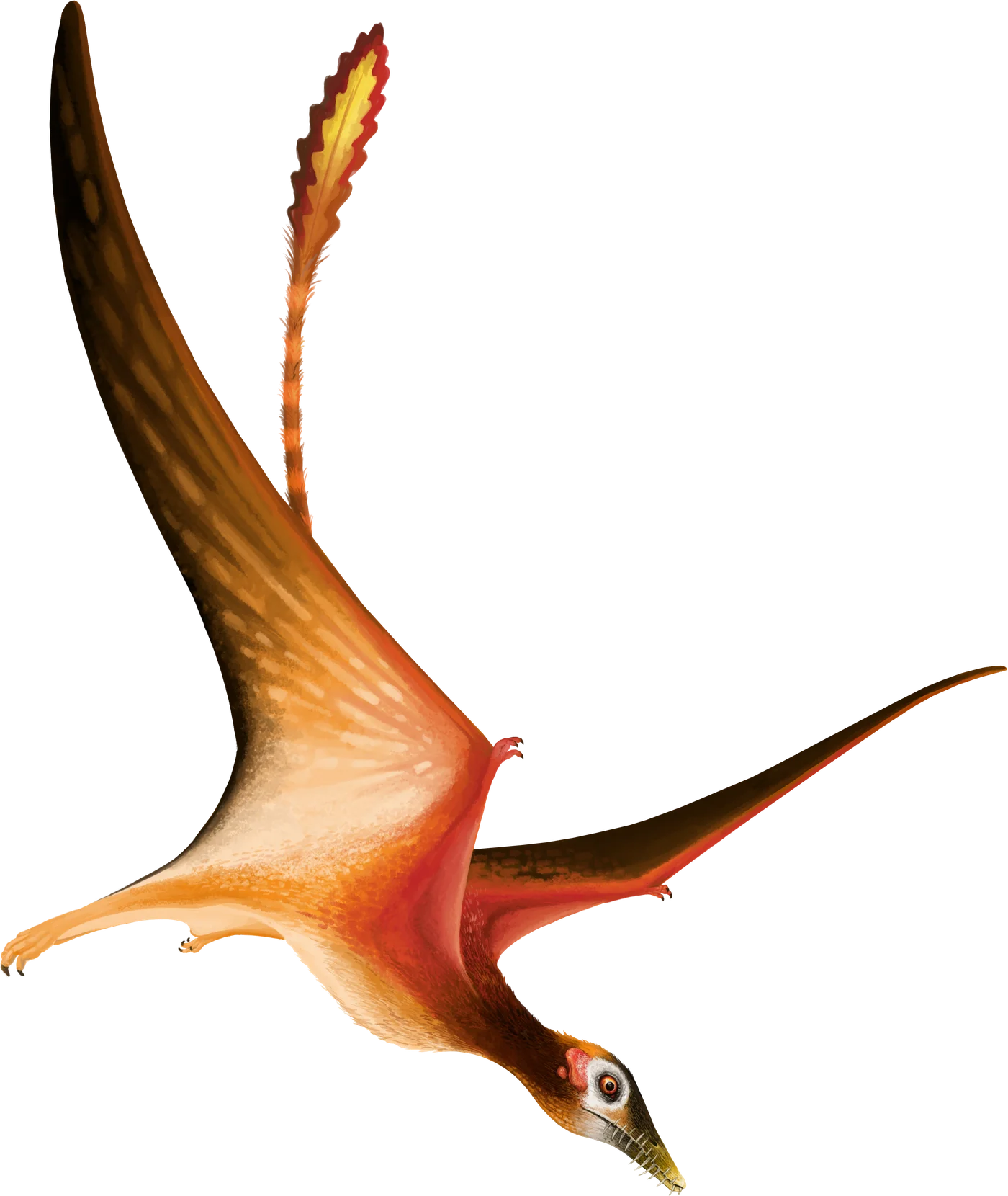 Fenghuangopterus