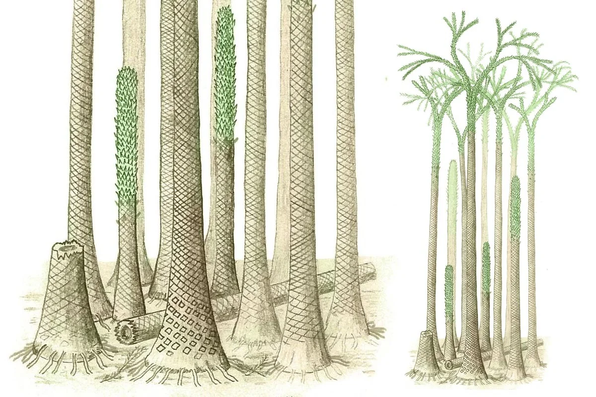 Protolepidodendropsis pulchra