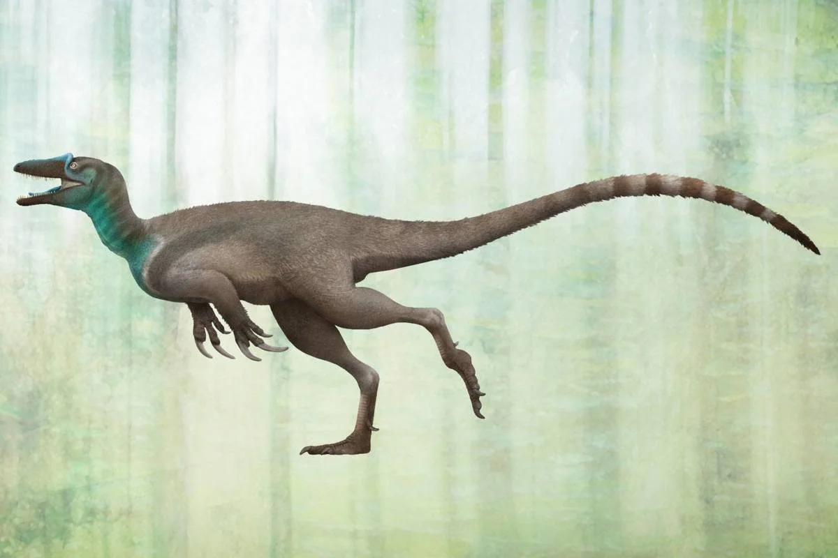 Australovenator wintonensis