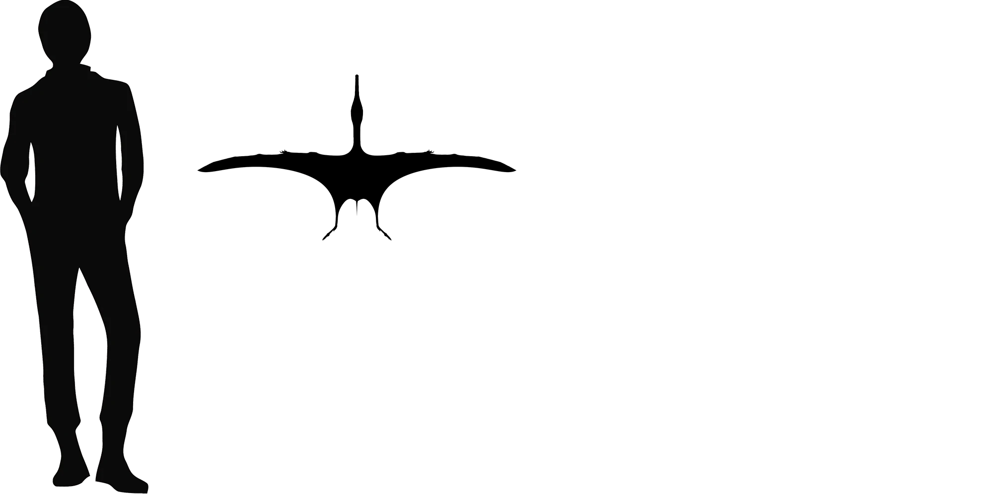 Cycnorhamphus wingspan comparison