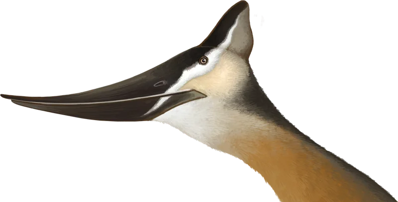 P. sternbergi female