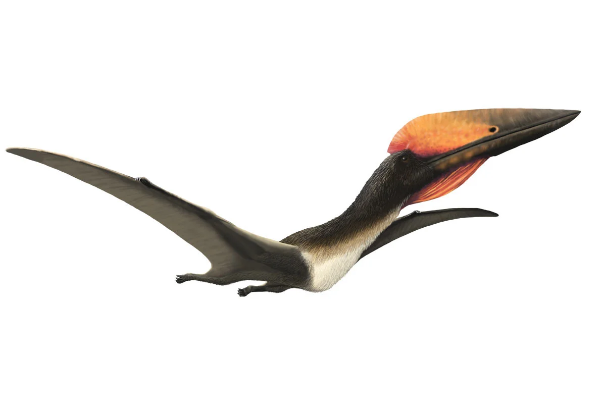 A reconstruction of Hatzegopteryx in flight