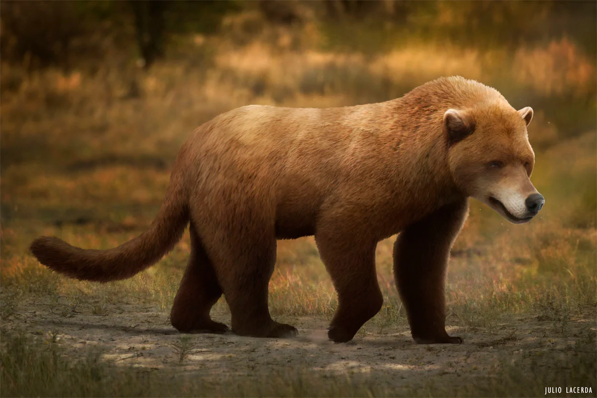 Being a relative to bears and dogs, amphicyonids would have resembled a little bit of both.