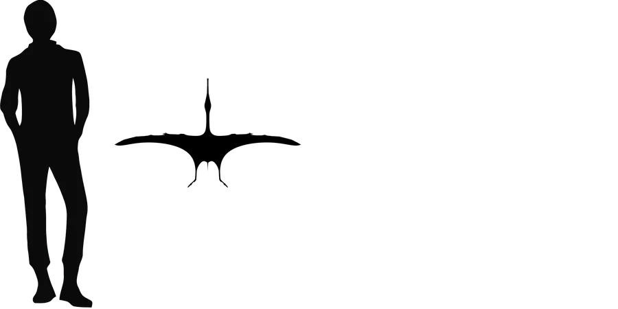 Gladocephaloideus wingspan comparison