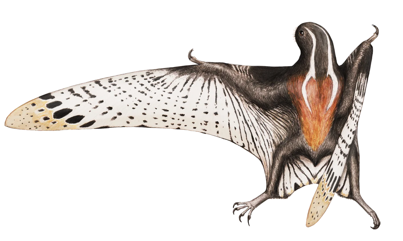 Vesperopterylus