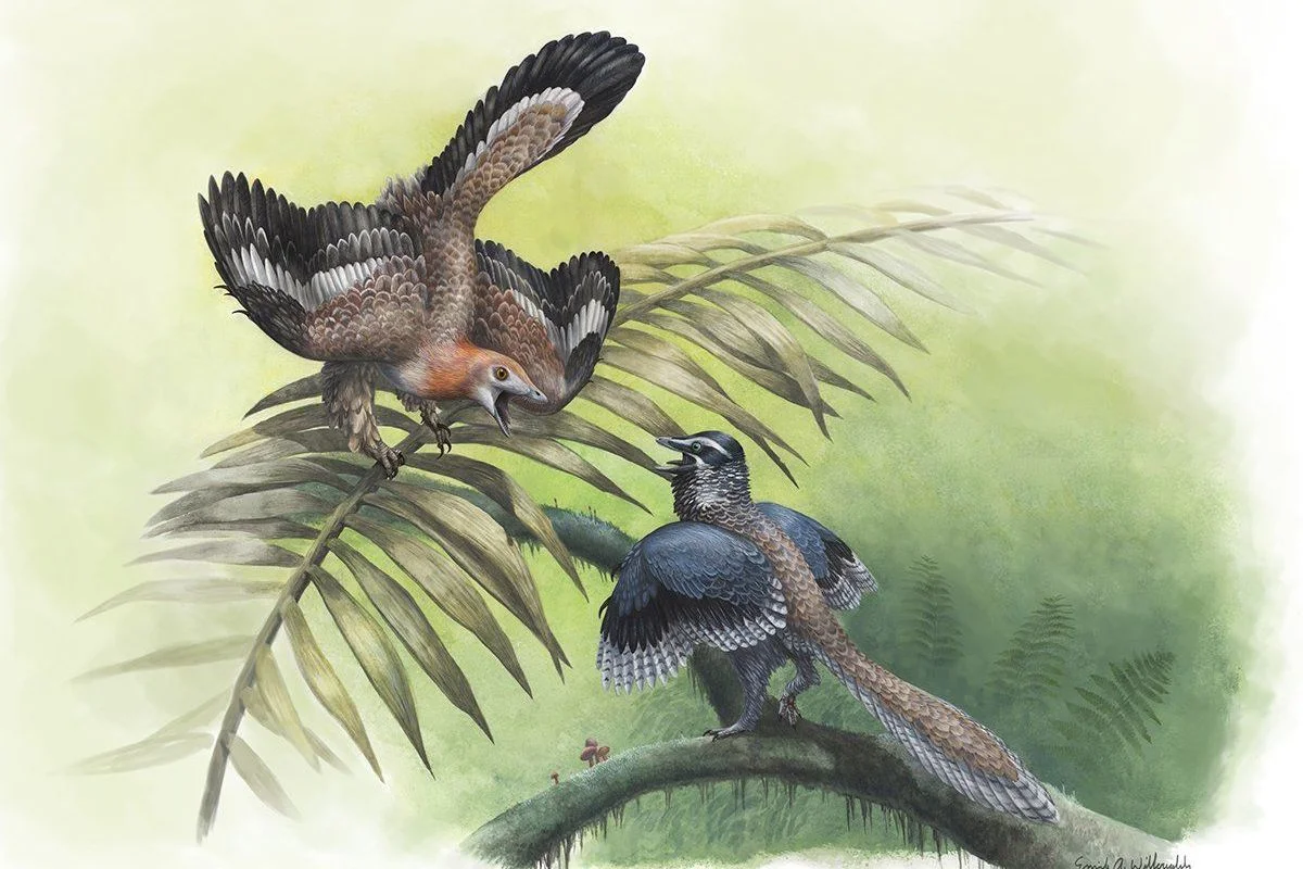 Archaeopteryx and Aurornis