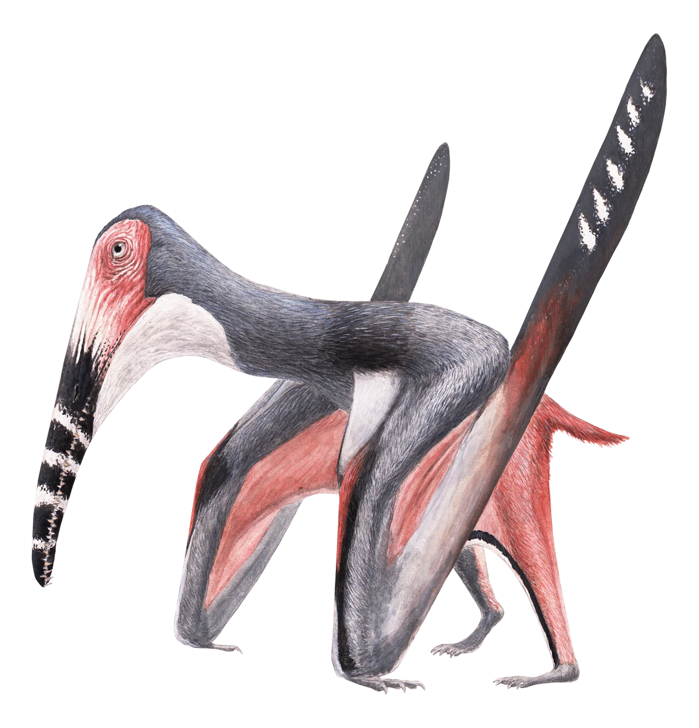 Yixianopterus
