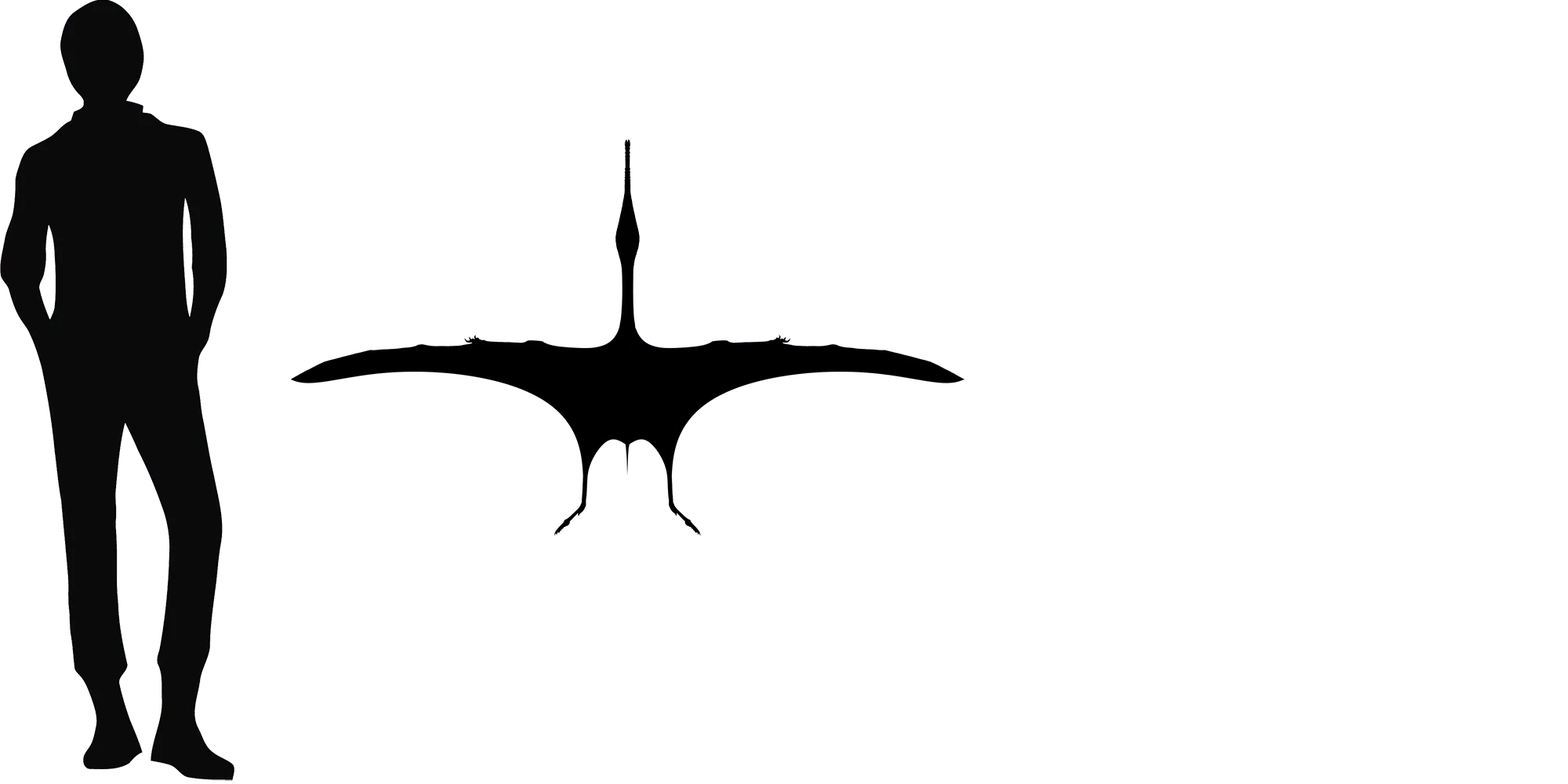 Cathayopterus wingspan comparison