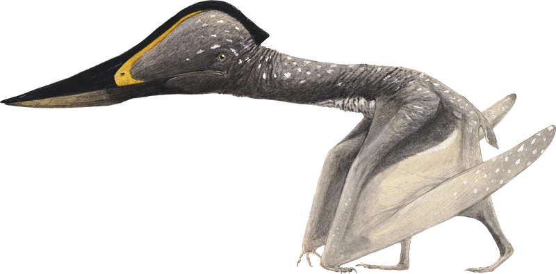 Jidapterus