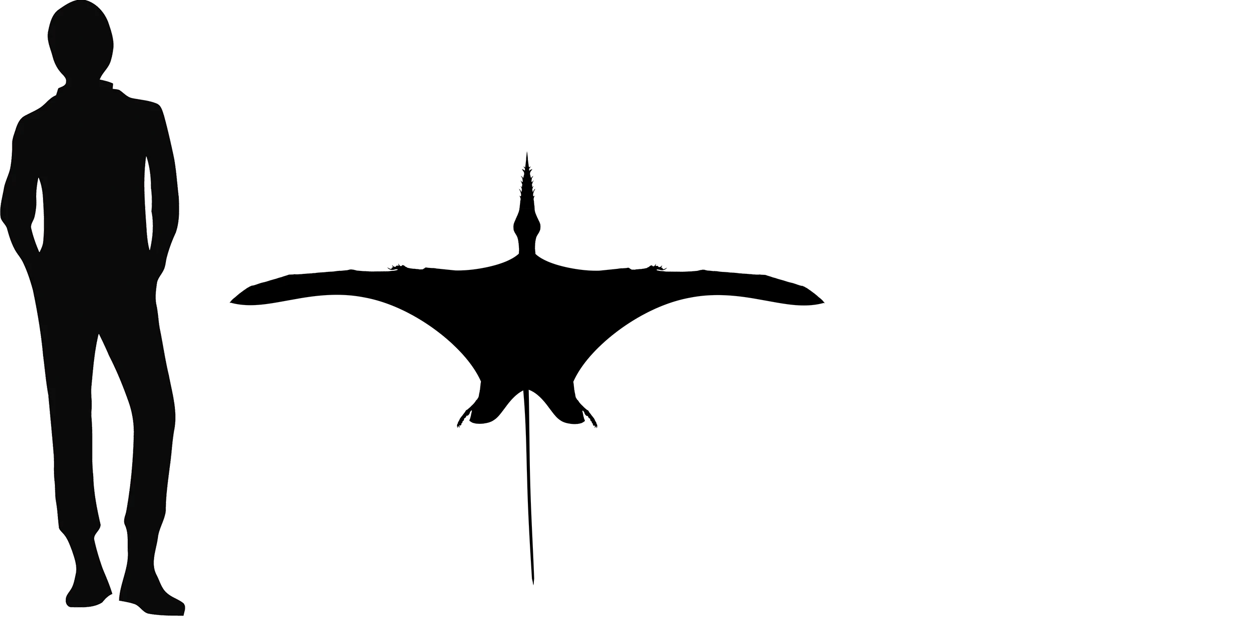 Rhamphorhynchus wingspan comparison