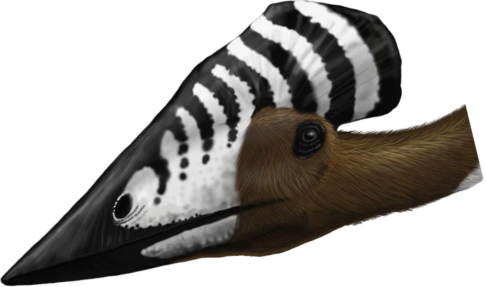 Tupuxuara head and crest