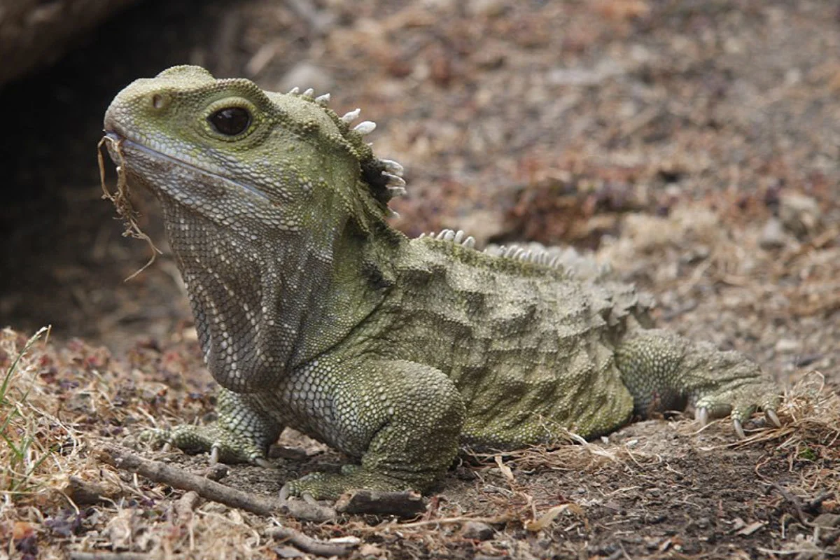 Henry the tuatara