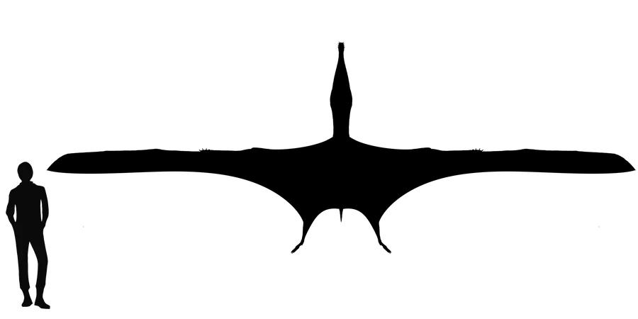 Uktenadactylus wingspan comparison