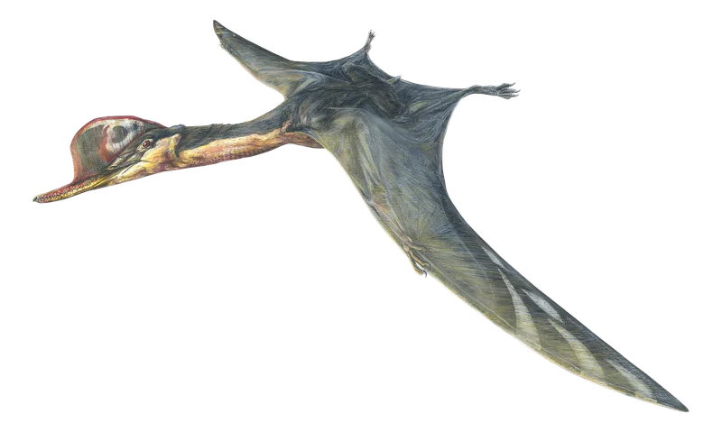 Ardeadactylus