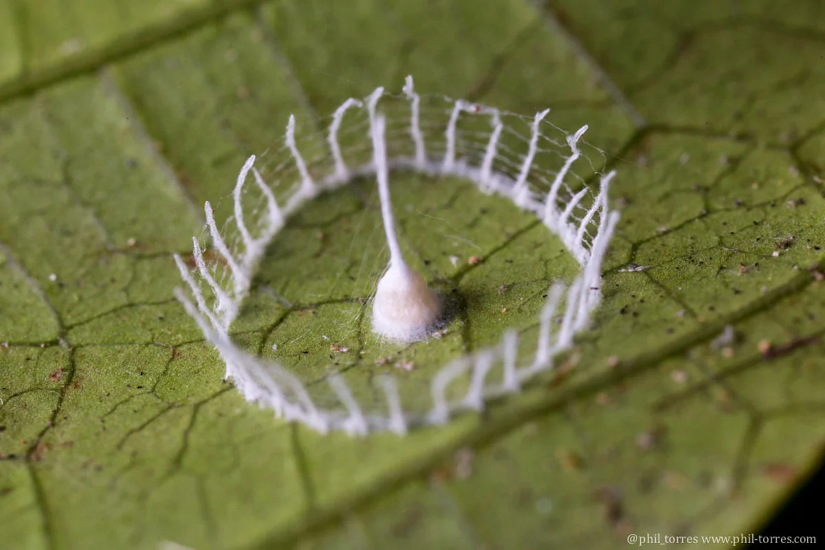 The peculiar structure dubbed as 