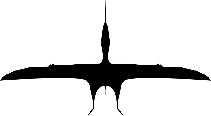 Wing silhouette of a tapejarid