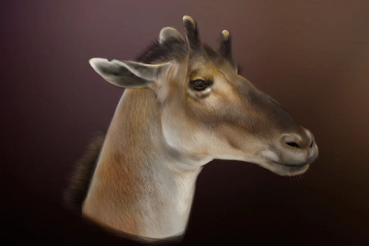 Samotherium