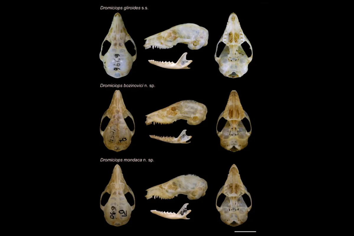 Dromicioips skulls comparison
