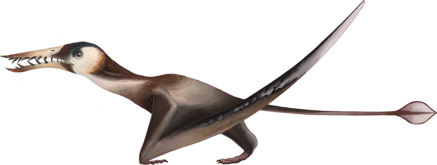 R. etchesi, a species of Rhamphorhynchus