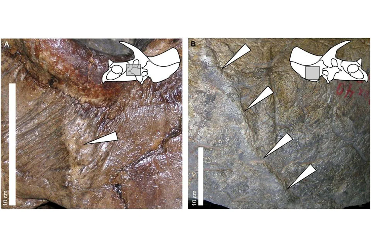 Triceratops fossils with bone lesions suggesting combat 
behavior with its own kind.