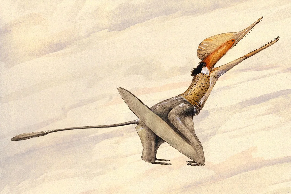 Cuspicephalus