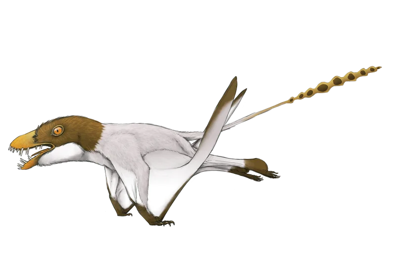 Jianchangnathus