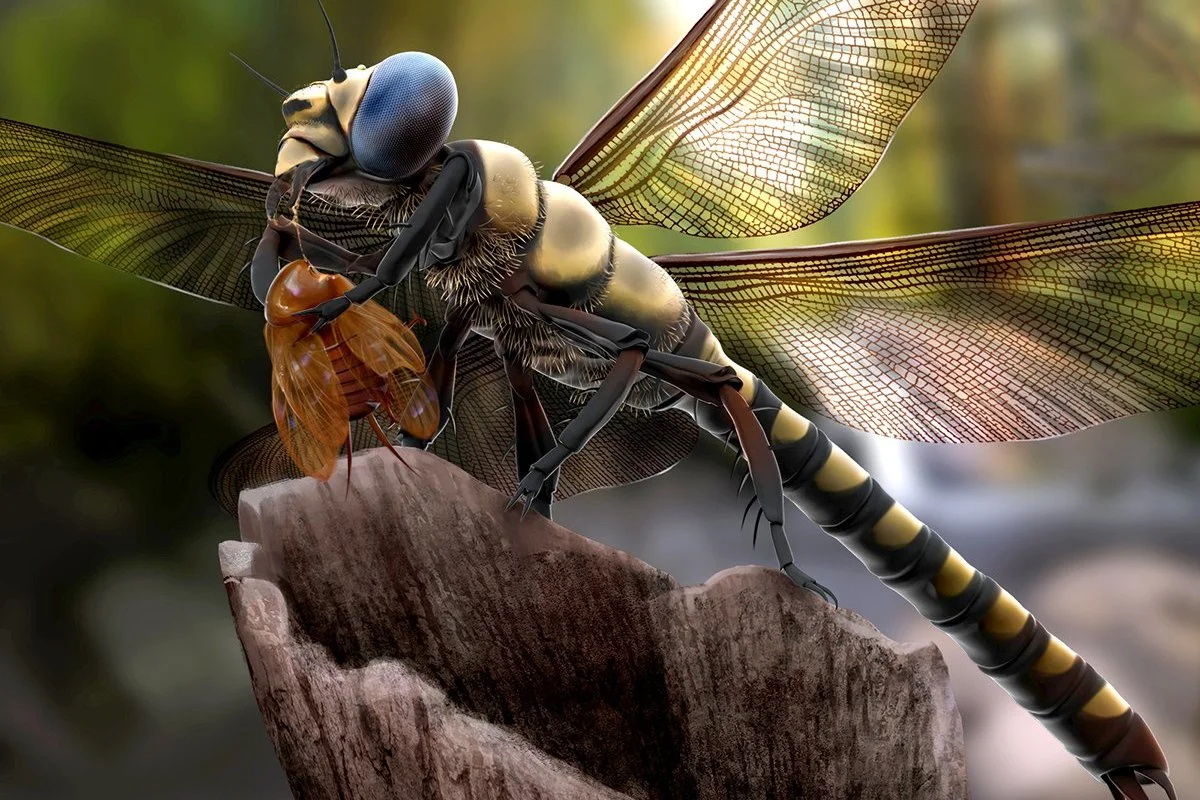 Meganeuropsis lunch