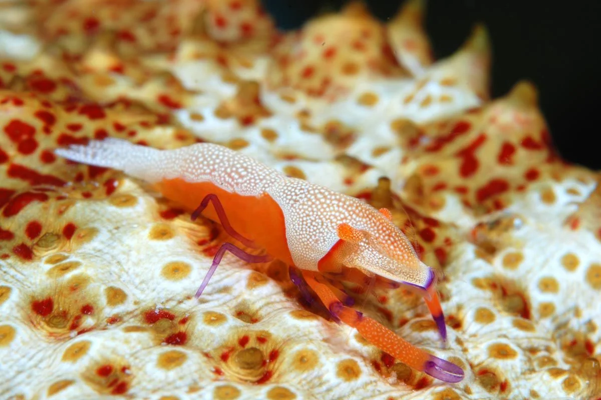 Zenopontonia rex (Kemp, 1922) on a sea cucumber