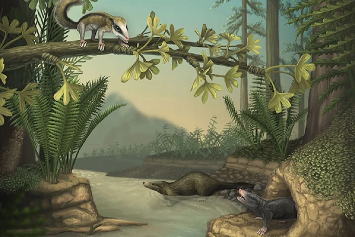 Agilodocodon scansorius, Docofossor brachydactylus, and Castorocauda