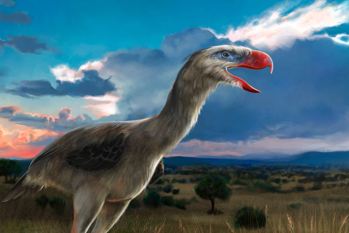 Phorusrhacos