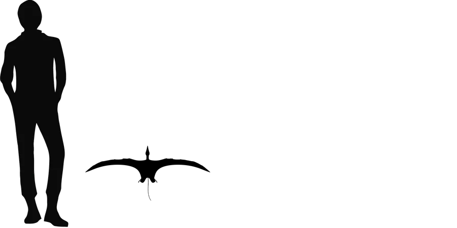 Campylognathoides wingspan comparison