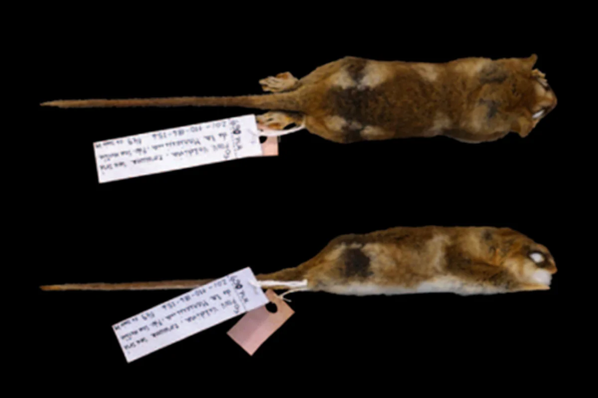 Dromicioips mondaca