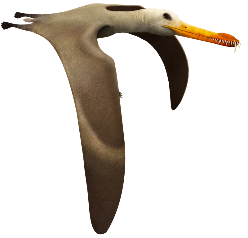 Liaoningopterus