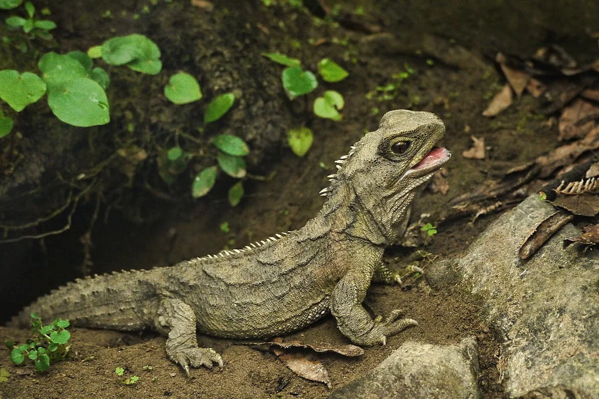 Tuatara with worn-down teeth