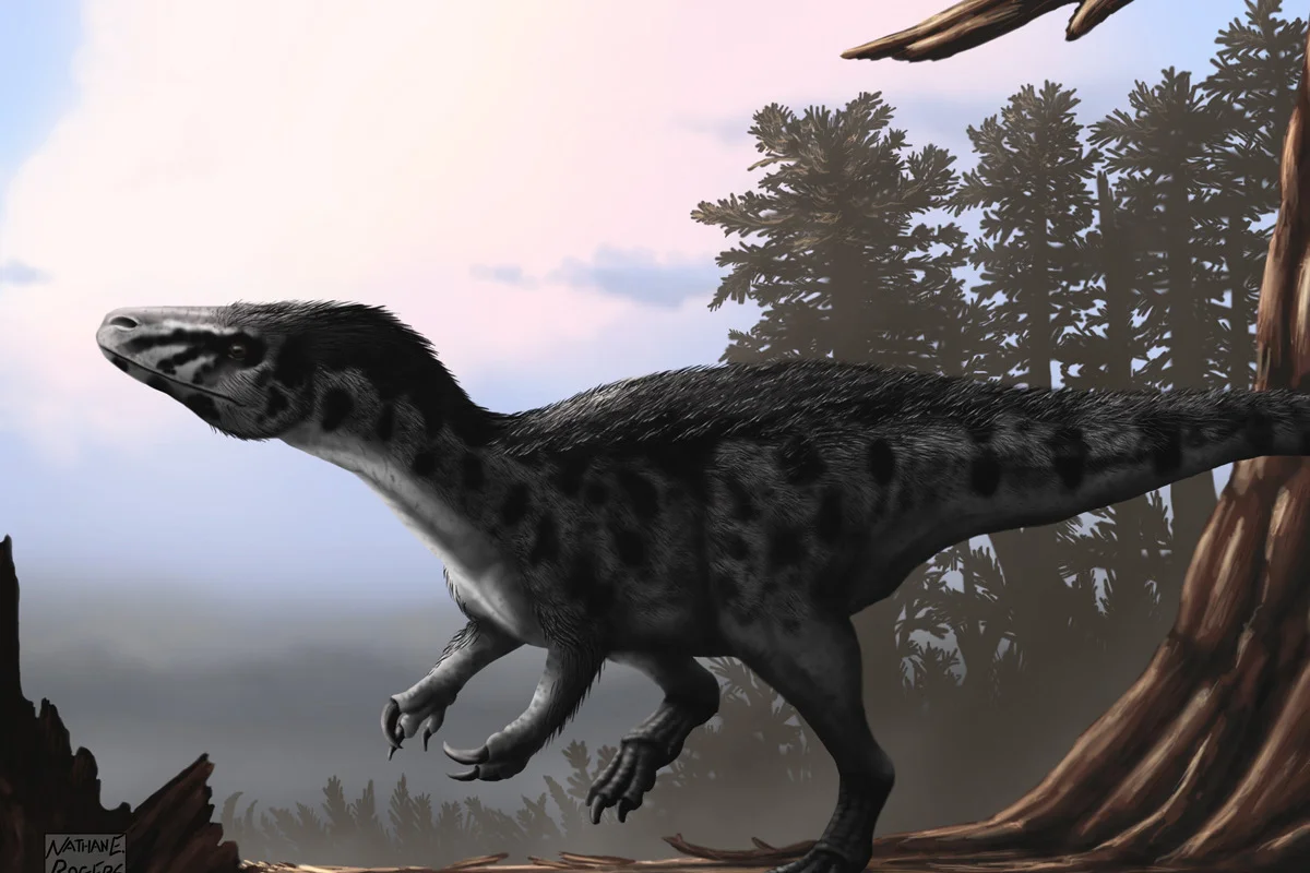 Murusraptor barrosaensis