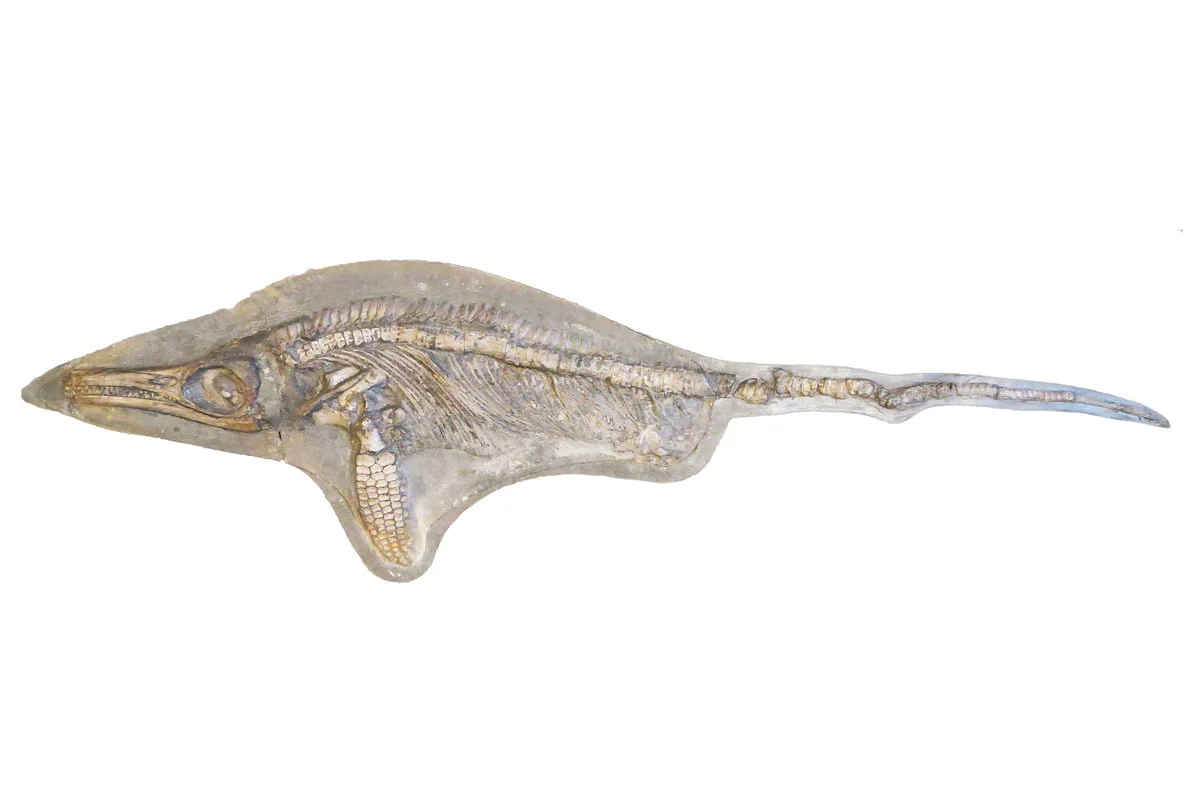 Skeleton of new species. Protoichthyosaurus applebyi at University of Nottingham. 