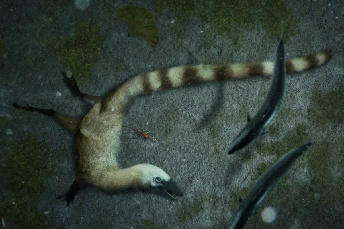 Sinosauropteryx