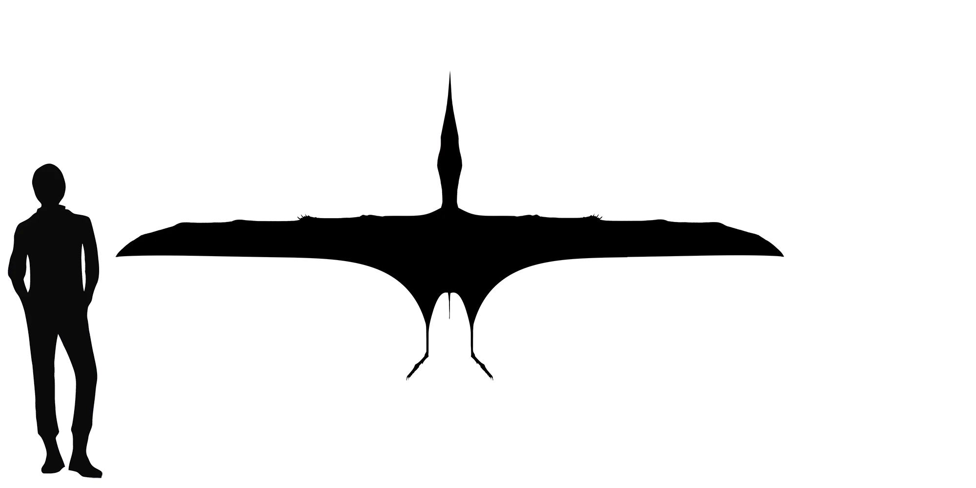 Banguela wingspan comparison