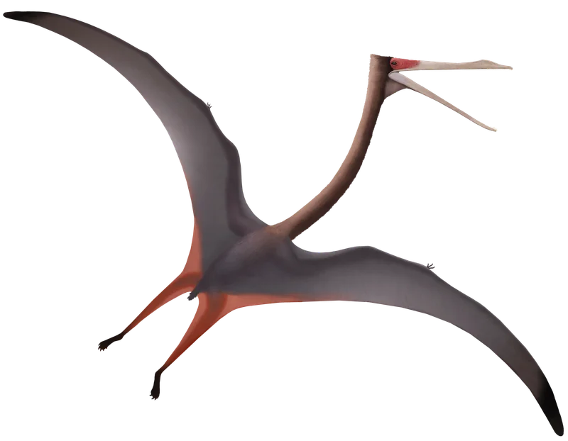 Huanhepterus