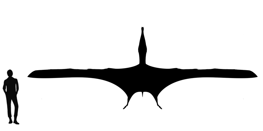 Tropeognathus wingspan comparison
