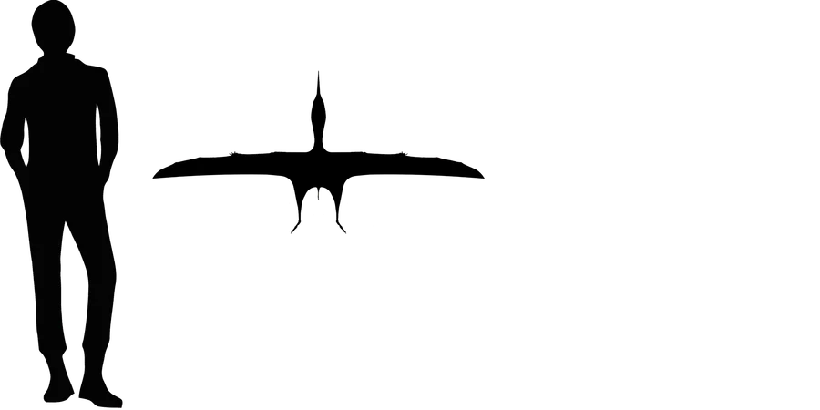Huaxiapterus wingspan comparison